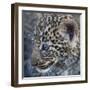 Baby Blue Eyed Leopard Masai Mara, Kenya Africa-Darrell Gulin-Framed Photographic Print