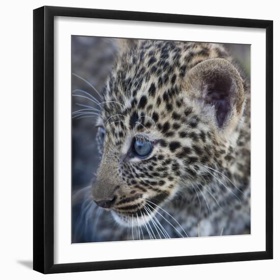 Baby Blue Eyed Leopard Masai Mara, Kenya Africa-Darrell Gulin-Framed Photographic Print