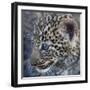 Baby Blue Eyed Leopard Masai Mara, Kenya Africa-Darrell Gulin-Framed Photographic Print