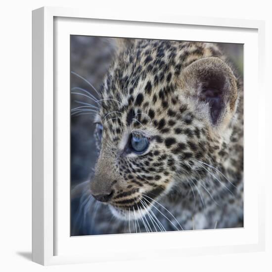 Baby Blue Eyed Leopard Masai Mara, Kenya Africa-Darrell Gulin-Framed Photographic Print