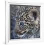 Baby Blue Eyed Leopard Masai Mara, Kenya Africa-Darrell Gulin-Framed Photographic Print