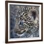 Baby Blue Eyed Leopard Masai Mara, Kenya Africa-Darrell Gulin-Framed Photographic Print