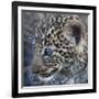 Baby Blue Eyed Leopard Masai Mara, Kenya Africa-Darrell Gulin-Framed Photographic Print