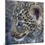 Baby Blue Eyed Leopard Masai Mara, Kenya Africa-Darrell Gulin-Mounted Photographic Print