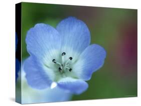 Baby Blue Eyes, Nemophila Phacelioides, Bielefield, Germany-Thorsten Milse-Stretched Canvas