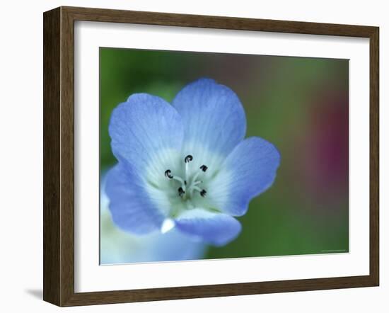 Baby Blue Eyes, Nemophila Phacelioides, Bielefield, Germany-Thorsten Milse-Framed Photographic Print