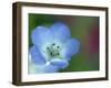 Baby Blue Eyes, Nemophila Phacelioides, Bielefield, Germany-Thorsten Milse-Framed Photographic Print