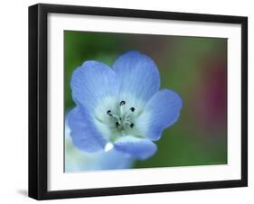 Baby Blue Eyes, Nemophila Phacelioides, Bielefield, Germany-Thorsten Milse-Framed Photographic Print