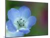 Baby Blue Eyes, Nemophila Phacelioides, Bielefield, Germany-Thorsten Milse-Mounted Photographic Print