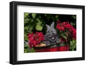 Baby Blue New Zealand (Breed)-Lynn M^ Stone-Framed Photographic Print