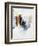 Baby Bounce Back I-Sydney Edmunds-Framed Giclee Print