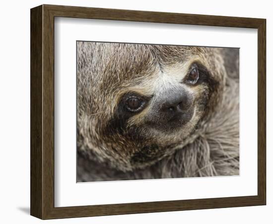 Baby brown-throated sloth (Bradypus variegatus), San Francisco, Amazon Basin, Loreto, Peru-Michael Nolan-Framed Photographic Print