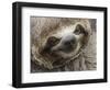 Baby brown-throated sloth (Bradypus variegatus), San Francisco, Amazon Basin, Loreto, Peru-Michael Nolan-Framed Photographic Print