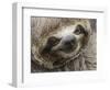 Baby brown-throated sloth (Bradypus variegatus), San Francisco, Amazon Basin, Loreto, Peru-Michael Nolan-Framed Photographic Print