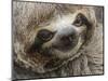 Baby brown-throated sloth (Bradypus variegatus), San Francisco, Amazon Basin, Loreto, Peru-Michael Nolan-Mounted Photographic Print