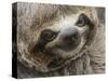 Baby brown-throated sloth (Bradypus variegatus), San Francisco, Amazon Basin, Loreto, Peru-Michael Nolan-Stretched Canvas