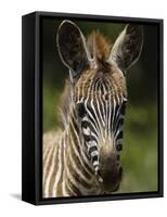 Baby Burchell's Zebra, Lake Nakuru National Park, Kenya-Adam Jones-Framed Stretched Canvas