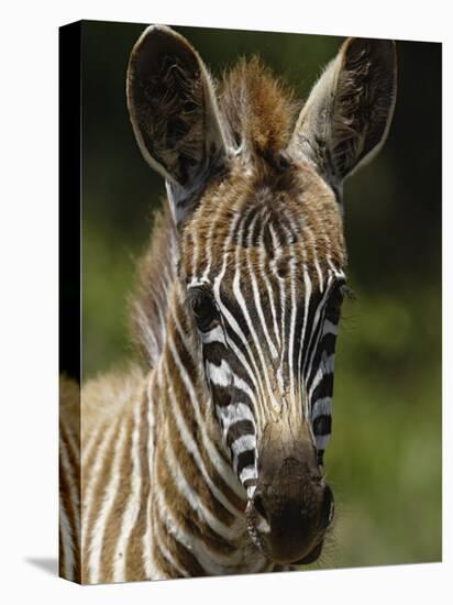 Baby Burchell's Zebra, Lake Nakuru National Park, Kenya-Adam Jones-Stretched Canvas
