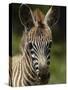 Baby Burchell's Zebra, Lake Nakuru National Park, Kenya-Adam Jones-Stretched Canvas