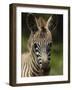 Baby Burchell's Zebra, Lake Nakuru National Park, Kenya-Adam Jones-Framed Photographic Print