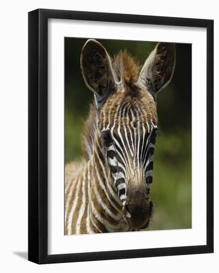 Baby Burchell's Zebra, Lake Nakuru National Park, Kenya-Adam Jones-Framed Photographic Print