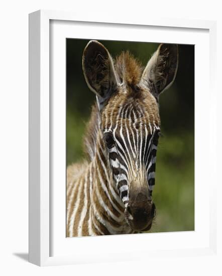 Baby Burchell's Zebra, Lake Nakuru National Park, Kenya-Adam Jones-Framed Photographic Print