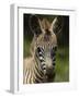 Baby Burchell's Zebra, Lake Nakuru National Park, Kenya-Adam Jones-Framed Photographic Print