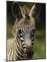 Baby Burchell's Zebra, Lake Nakuru National Park, Kenya-Adam Jones-Mounted Photographic Print