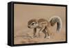 Baby Cape Ground Squirrel (Xerus Inauris)-James Hager-Framed Stretched Canvas