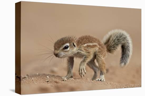 Baby Cape Ground Squirrel (Xerus Inauris)-James Hager-Stretched Canvas