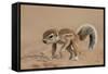 Baby Cape Ground Squirrel (Xerus Inauris)-James Hager-Framed Stretched Canvas