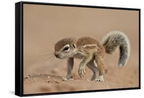 Baby Cape Ground Squirrel (Xerus Inauris)-James Hager-Framed Stretched Canvas