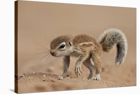 Baby Cape Ground Squirrel (Xerus Inauris)-James Hager-Stretched Canvas