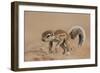 Baby Cape Ground Squirrel (Xerus Inauris)-James Hager-Framed Photographic Print