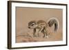 Baby Cape Ground Squirrel (Xerus Inauris)-James Hager-Framed Photographic Print