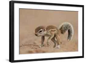 Baby Cape Ground Squirrel (Xerus Inauris)-James Hager-Framed Photographic Print