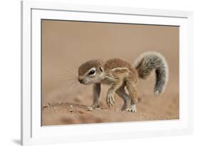 Baby Cape Ground Squirrel (Xerus Inauris)-James Hager-Framed Photographic Print