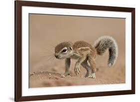 Baby Cape Ground Squirrel (Xerus Inauris)-James Hager-Framed Photographic Print