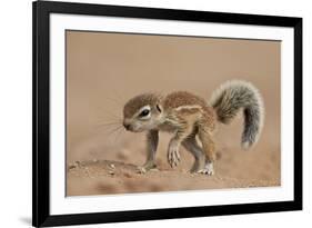 Baby Cape Ground Squirrel (Xerus Inauris)-James Hager-Framed Photographic Print