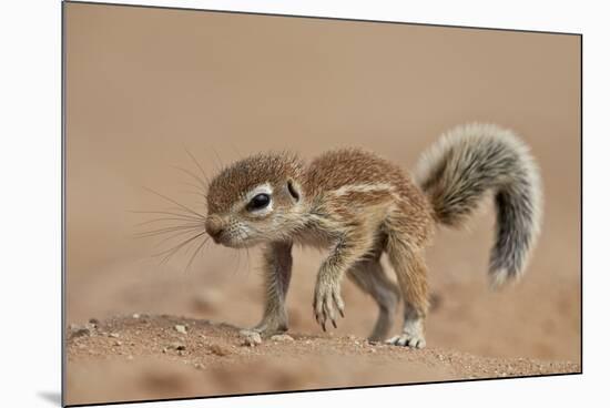 Baby Cape Ground Squirrel (Xerus Inauris)-James Hager-Mounted Photographic Print