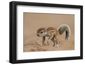 Baby Cape Ground Squirrel (Xerus Inauris)-James Hager-Framed Photographic Print