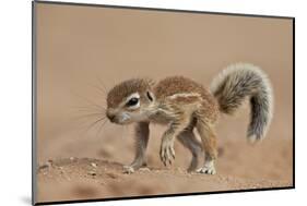 Baby Cape Ground Squirrel (Xerus Inauris)-James Hager-Mounted Photographic Print