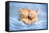 Baby Cat Sleeping. Ginger Kitten on Couch under Knitted Blanket. Two Cats Cuddling and Hugging. Dom-FamVeld-Framed Stretched Canvas