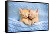 Baby Cat Sleeping. Ginger Kitten on Couch under Knitted Blanket. Two Cats Cuddling and Hugging. Dom-FamVeld-Framed Stretched Canvas