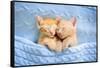 Baby Cat Sleeping. Ginger Kitten on Couch under Knitted Blanket. Two Cats Cuddling and Hugging. Dom-FamVeld-Framed Stretched Canvas