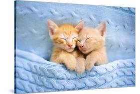 Baby Cat Sleeping. Ginger Kitten on Couch under Knitted Blanket. Two Cats Cuddling and Hugging. Dom-FamVeld-Stretched Canvas