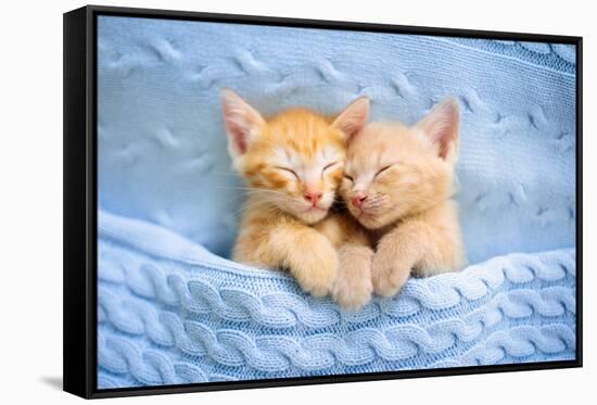 Baby Cat Sleeping. Ginger Kitten on Couch under Knitted Blanket. Two Cats Cuddling and Hugging. Dom-FamVeld-Framed Stretched Canvas