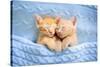 Baby Cat Sleeping. Ginger Kitten on Couch under Knitted Blanket. Two Cats Cuddling and Hugging. Dom-FamVeld-Stretched Canvas