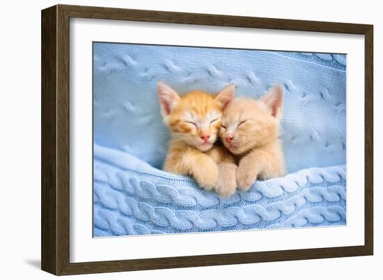 Baby Cat Sleeping. Ginger Kitten on Couch under Knitted Blanket. Two Cats Cuddling and Hugging. Dom-FamVeld-Framed Photographic Print