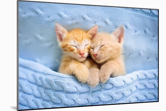 Baby Cat Sleeping. Ginger Kitten on Couch under Knitted Blanket. Two Cats Cuddling and Hugging. Dom-FamVeld-Mounted Photographic Print